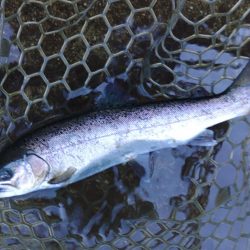 アルビノを狙い撃ち ～平谷湖フィッシングスポット～